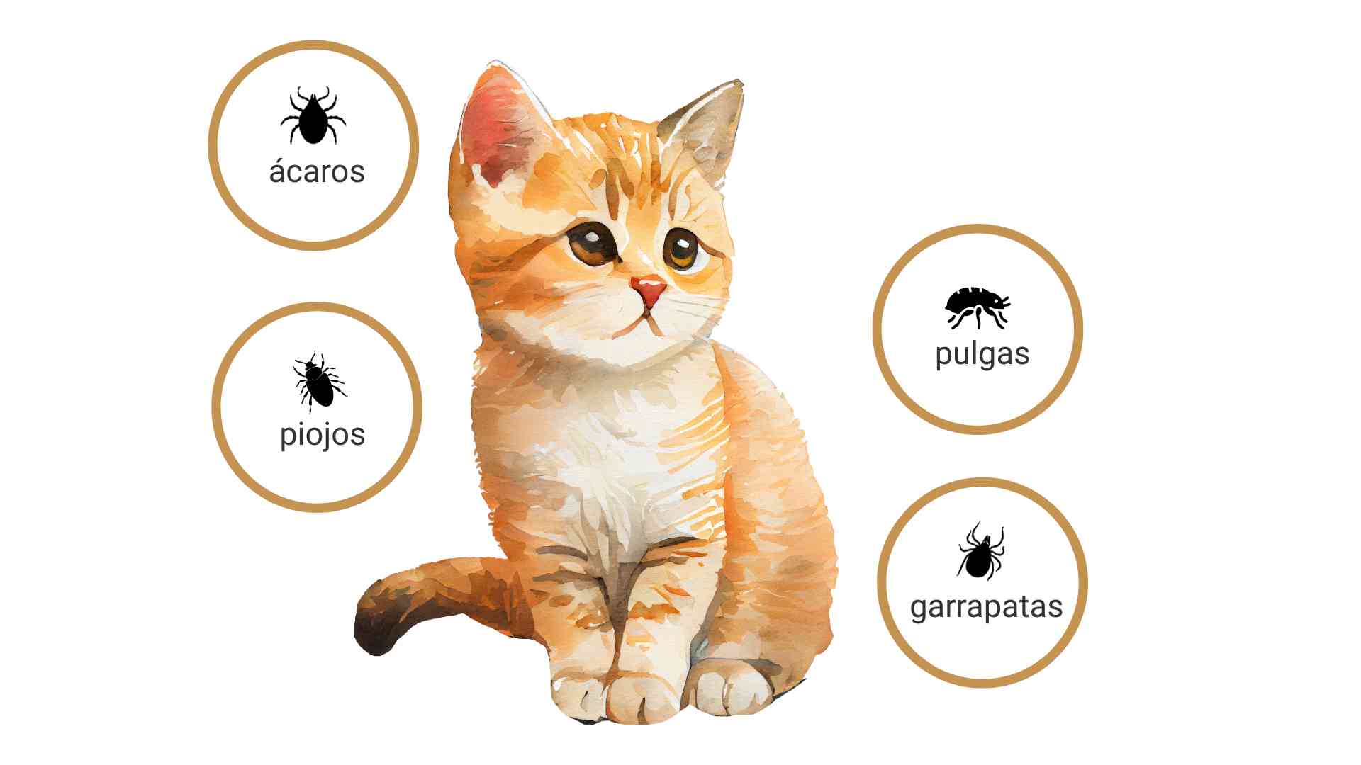 Parasitos externos en gatos